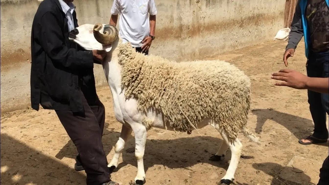 “اجهز واشتري اللحمة” .. موعد عيد الأضحى تبعًا للمعهد القومي للبحوث الفلكية والجيوفيزيقية 2024