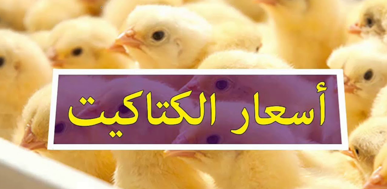 بورصة الدواجن اليوم الفراخ البيضاء الكتاكيت