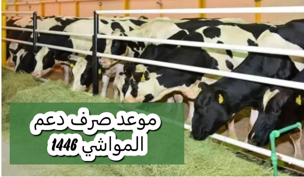 متى ينزل دعم المواشي لشهر أكتوبر ١٤٤٦