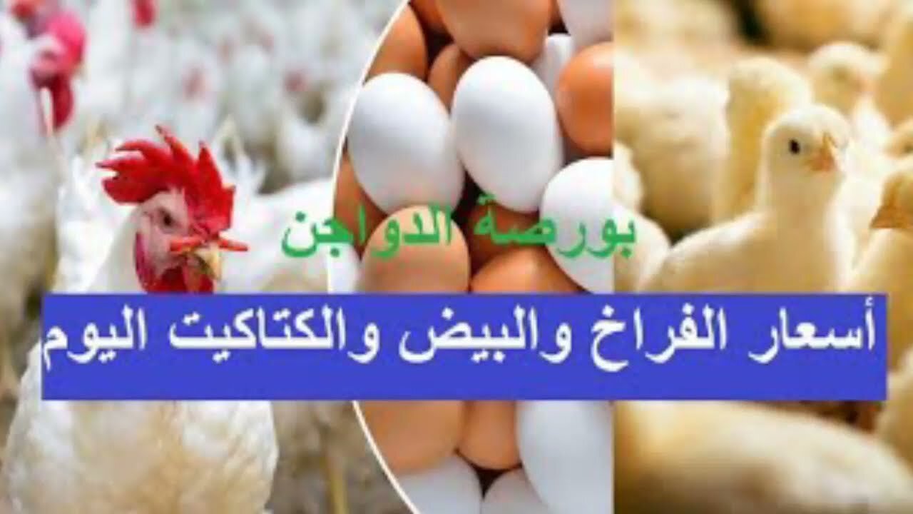 بورصة الدواجن اليوم أسعار الفراخ البيضاء